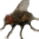 A wiggling fly